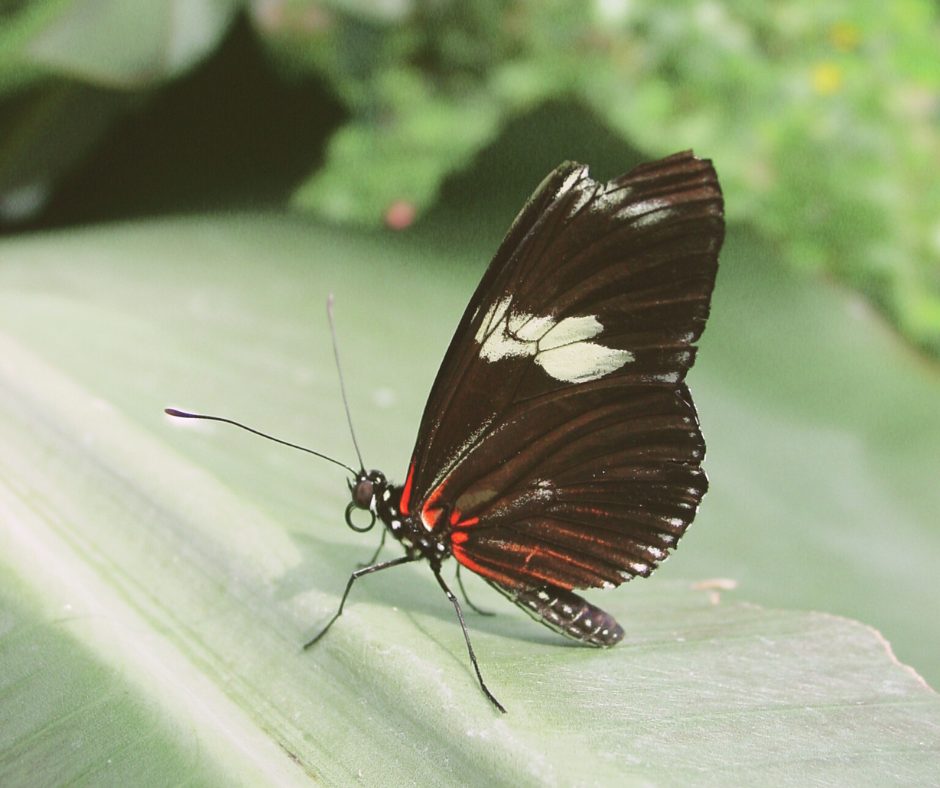 The Art of Mini-Constellations with Ekaterina Kosorukova