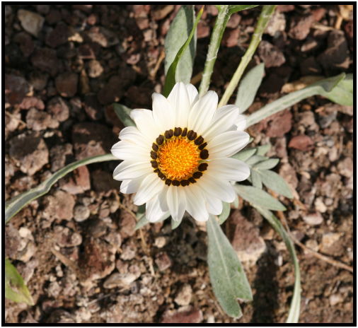 The Art of Mini-Constellations & Rituals with Ekaterina Kosorukova