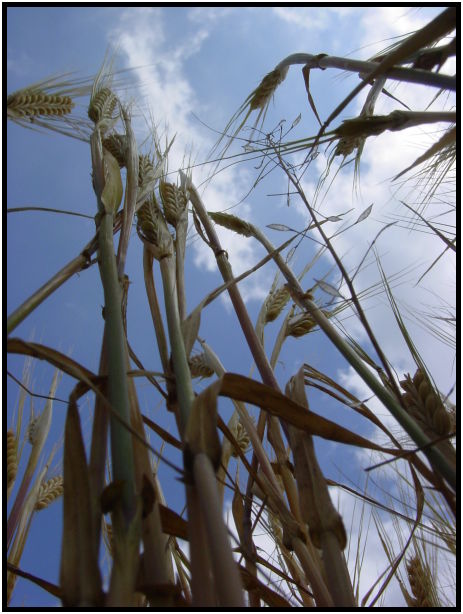 The Art of Mini-Constellations & Rituals with Ekaterina Kosorukova