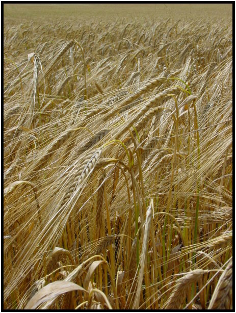 The Art of Mini-Constellations & Rituals with Ekaterina Kosorukova