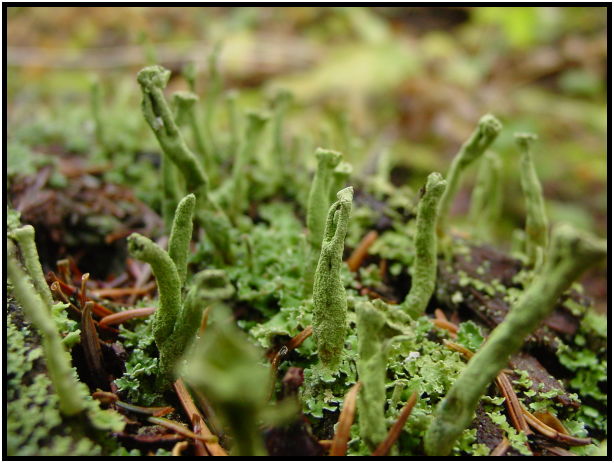 The Art of Mini-Constellations & Rituals with Ekaterina Kosorukova