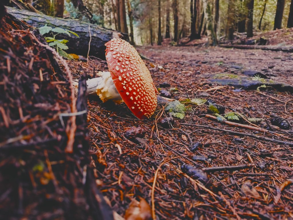 Shamanic Family Constellations with Ekaterina Kosorukova