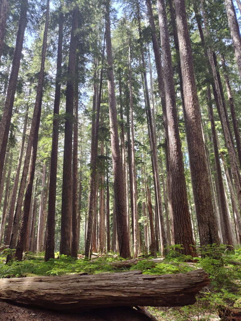 Shamanic Family Constellations with Ekaterina Kosorukova