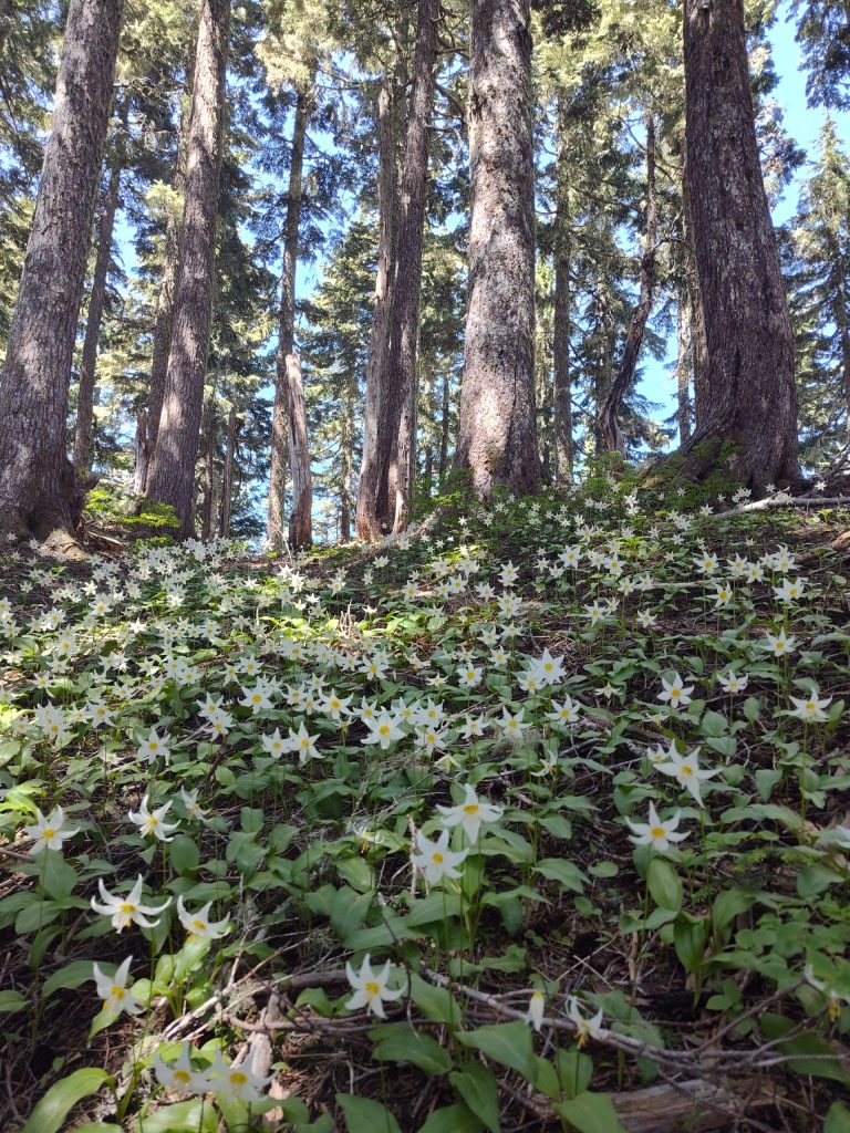 Shamanic Family Constellations with Ekaterina Kosorukova