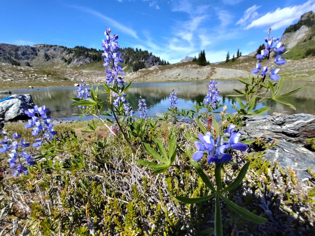 Shamanic Family Constellations with Ekaterina Kosorukova