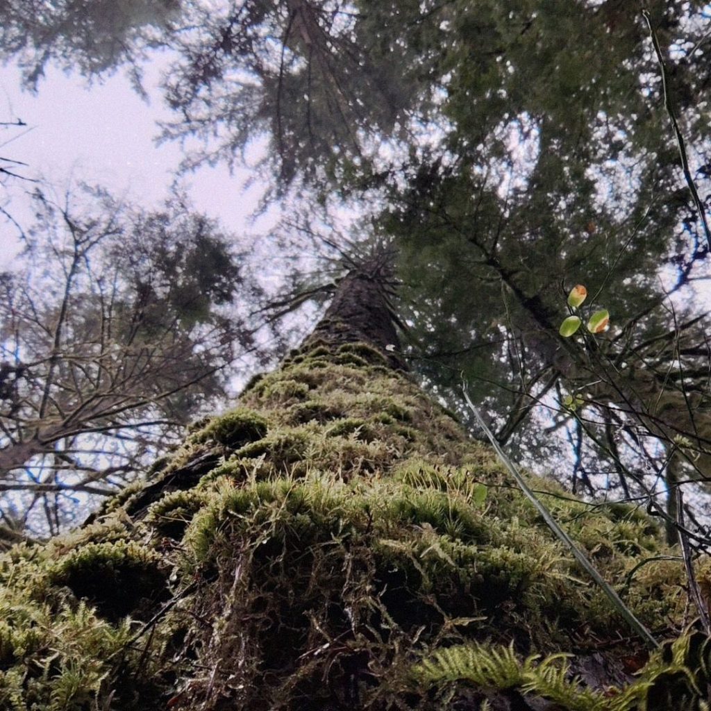 Shamanic Family Constellations with Ekaterina Kosorukova