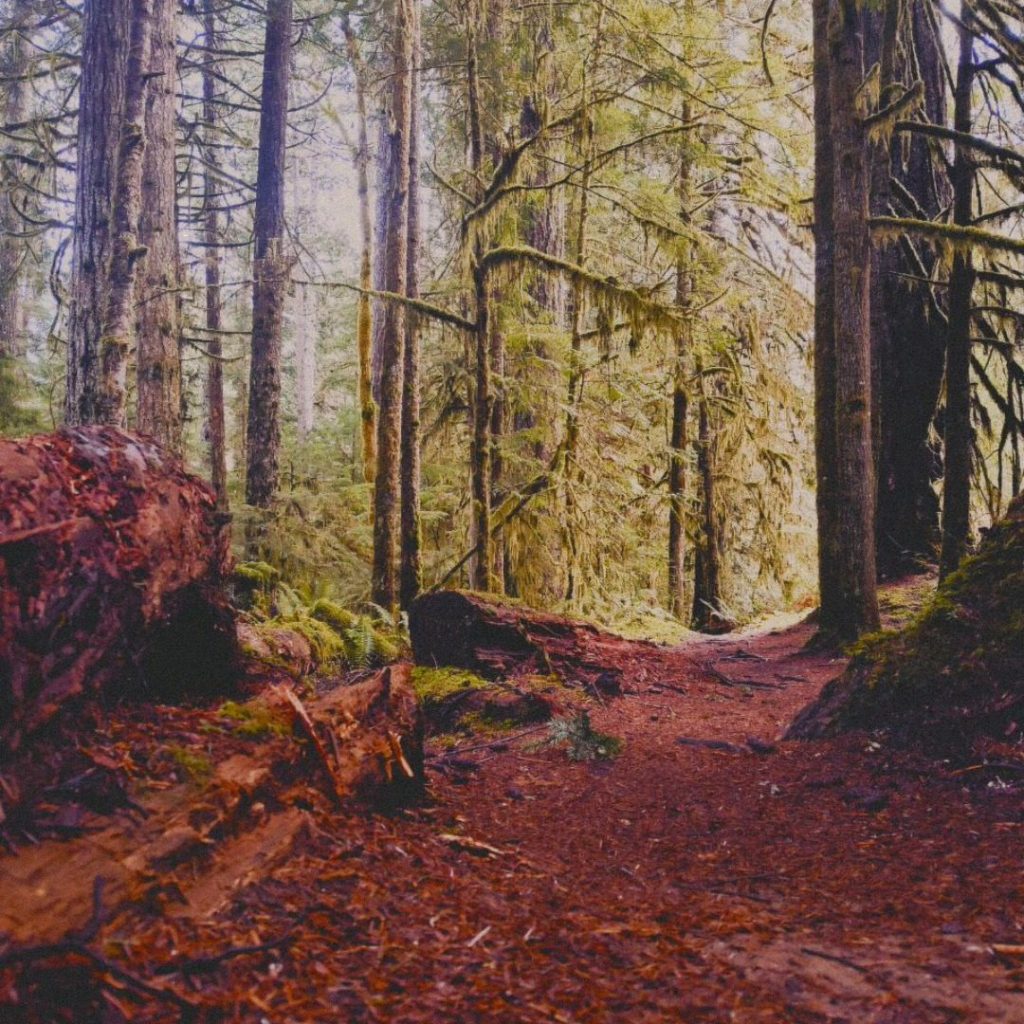 Shamanic Family Constellations with Ekaterina Kosorukova