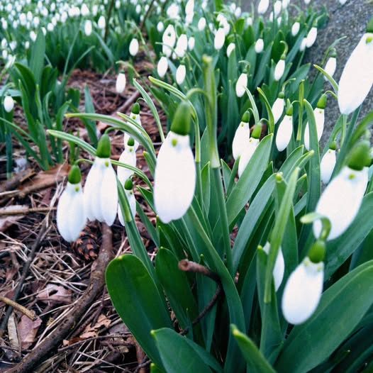 Shamanic Family Constellations with Ekaterina Kosorukova