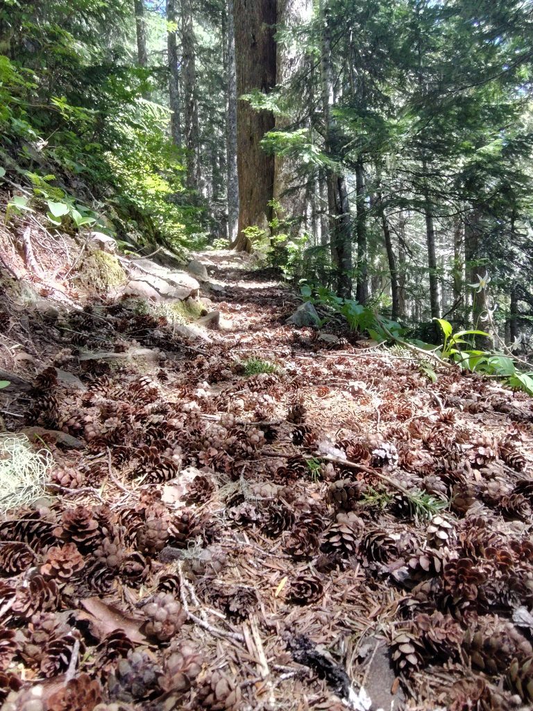 Shamanic Family Constellations with Ekaterina Kosorukova