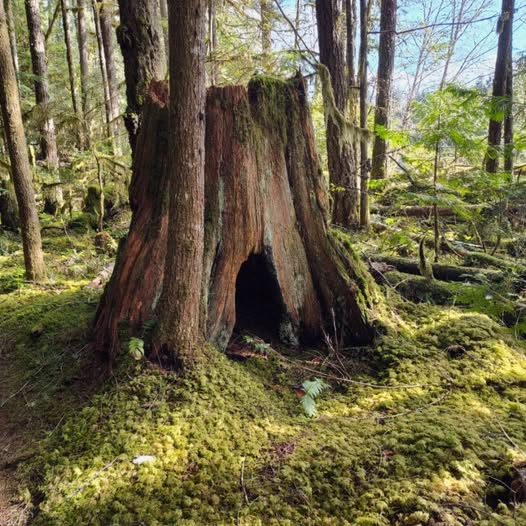 Shamanic Family Constellations with Ekaterina Kosorukova