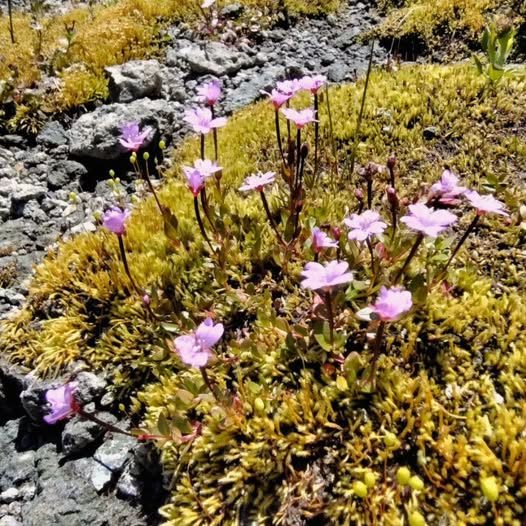 Shamanic Family Constellations with Ekaterina Kosorukova