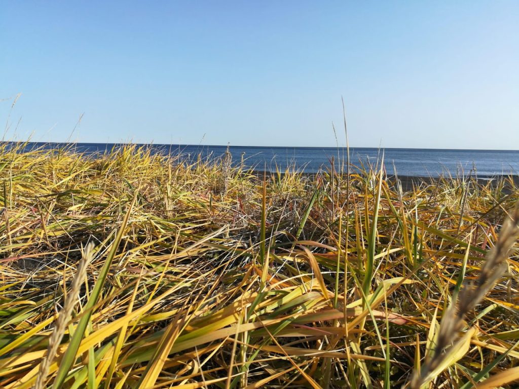 Shamanic Family Constellations with Ekaterina Kosorukova